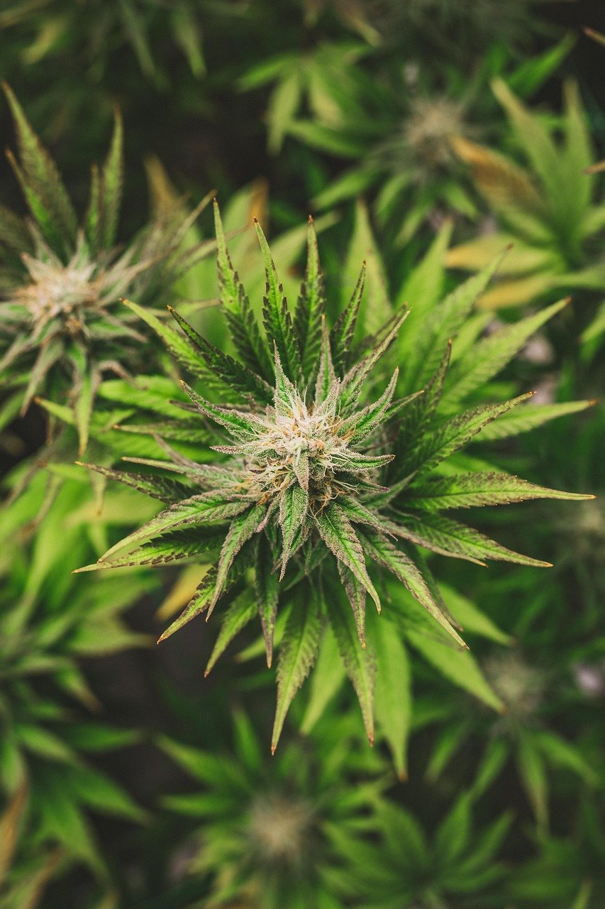 Weed In Sydney Australia